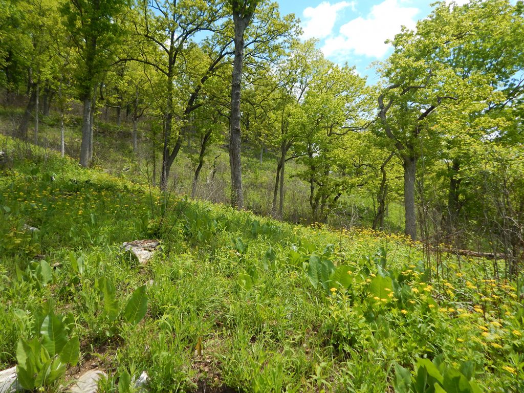 Wildcat Bluff Cache River natural areas southern IL