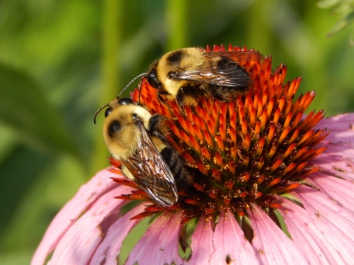 Bumblebees on Echinacea