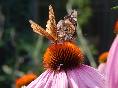 Frittilary and Red Admiral on Echinacea